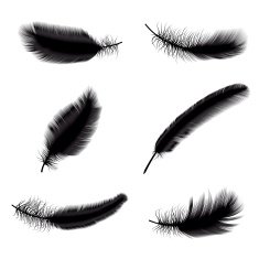 Set of feathers N6