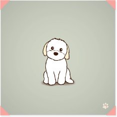 Shih Tzu Maltese Mix Puppy