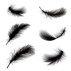 Black and white feather pens vector illustration
