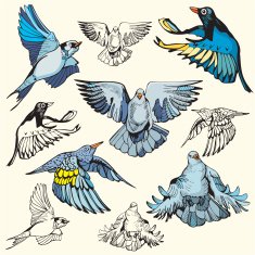 Bird Illustrations XVIII Doves (Vector)