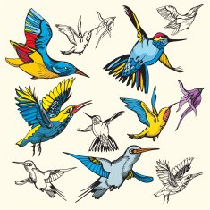 Bird Illustrations XIII Humming-Birds (Vector)