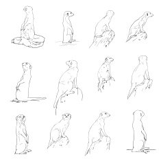 Meerkat set