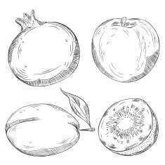 Detailed Drawings of Fruits