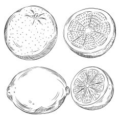 Detailed Drawings of Fruits N4