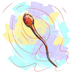 Sperm N3