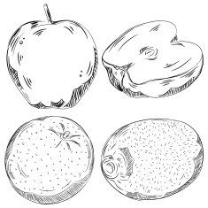 Detailed Drawings of Fruits N9