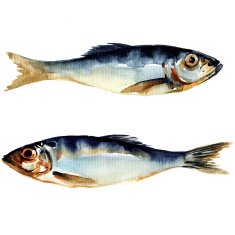 herring fish watercolor painting