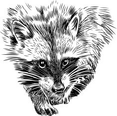 Raccoon N12