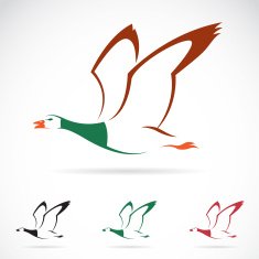 Vector image of an flying wild duck N2