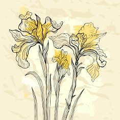 Iris flower vector illustration