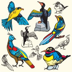 Bird Illustrations I (Vector)