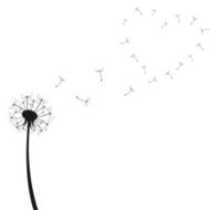 dandelion silhouette N5
