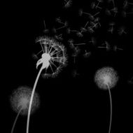 Vector Dandelion N4