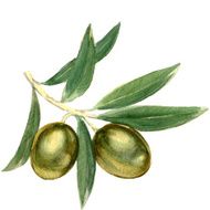 branch with green olives