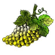 grapes in vintage engraved style