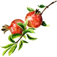 red pomegranate