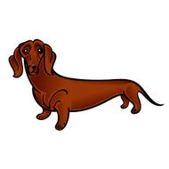 dachshund N2