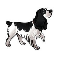 Cocker Spaniel N2