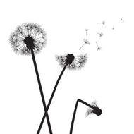 black dandelions on white N2