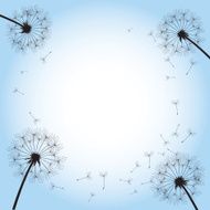 black dandelion on blue background N2