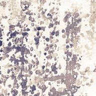 grunge texture N53