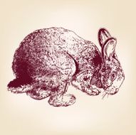 bunny hand drawn vector llustration realistic sketch N2