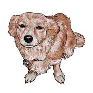 Mix breeding pomeranian and shihtzu N3