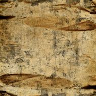 Old Paper Texture N39