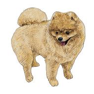 Pomeranian N2