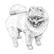 Pomeranian N3