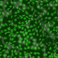 green coat fur texture to background