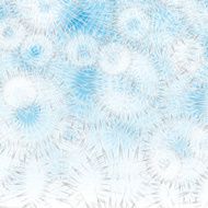 white dandelions