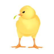 Easter Yellow Chick &ndash; detailed vector illustration on white background