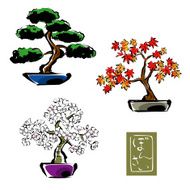 Bonsai pine tree Japanese maple Sakura