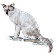 Cat N104