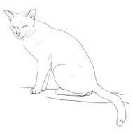 Cat N107