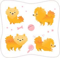 Set of spitz puppies