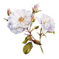 White roses bush botanical watercolor