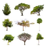 Collection Of Trees isolated On White Background Vector