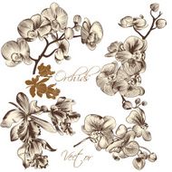 Collection of high detailed vector orchid flowers