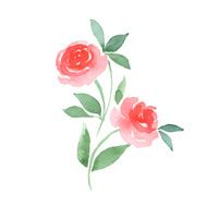 Branch of Roses Watercolor floral elements for design Vector