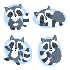 Raccoon N13
