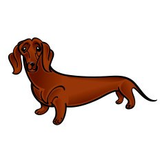 dachshund N2
