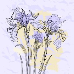 Iris flower vector illustration N2