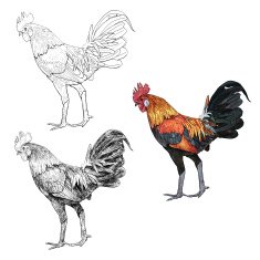 Colourful cock