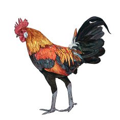 Colourful cock N2