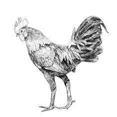 Colourful cock N3