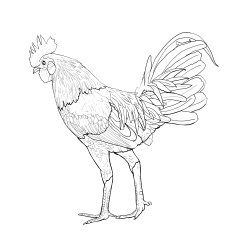 Colourful cock N4