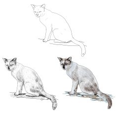 Cat N105