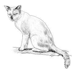 Cat N106
